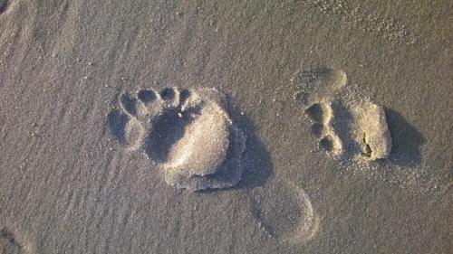 domki letniskowe Wyspa Sobieszewska, domki letniskowe Sobieszewo, domki letniskowe Świbno, wakacje na wyspie