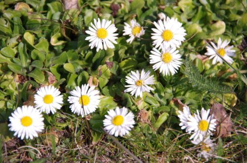 domki letniskowe Wyspa Sobieszewska, domki letniskowe Sobieszewo, domki letniskowe Świbno, wakacje na wyspie